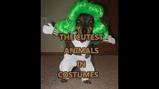 CUTENESS FACTOR 1000: ANIMALS IN HALLOWEEN COSTUMES
