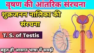 वृषण की आंतरिक संरचना | Structure of Seminiferous Tubule in Hindi |  | T.S. of Testis  | 