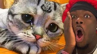 Удручающая реальность жизни маленькой кошки..