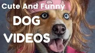 The Funniest and Cutest Dogs That Will Make You LOL | Part-1 | 