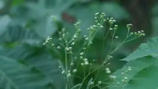 কুয়াশায় ঘেরা শীতের সকালকুয়াশা🫶........... #ফগ #শীত #সকাল #morning #fog #mist#winter#kuasha