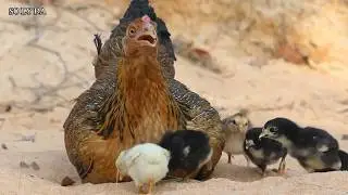 Brave Hen's Mother Protect and Save Her Baby Chickens From Eagle