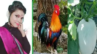 Paka Chal kumro diye chicken recipe/ how to make chicken recipe with ash gourd