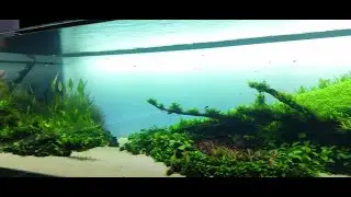 Takashi Amano - Planted Aquarium || Lisbon Ocenarium - Portugal