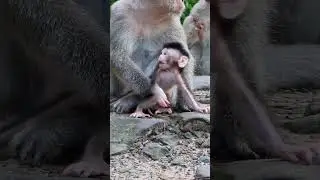 Update baby monkey girl DAVI with mom DEE DEE in AMARI group #shorts