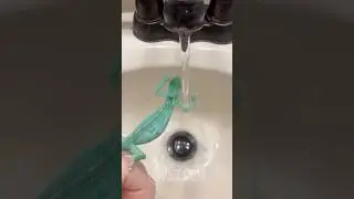 Chameleon Throws Hands with Running Water 💦🦎😂