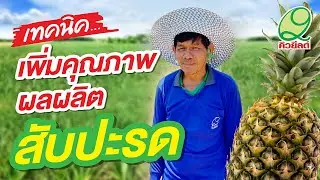 เทคนิคการเพิ่มคุณภาพผลผลิตสับปะรดฉบับคิวยีลด์
