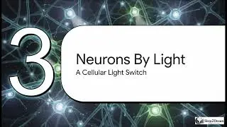 Narcolepsy Explained: The Science of Hypocretin and Sleep Circuits