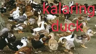 #duckfarming #duck #kalaring duck
