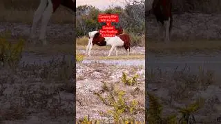 Wild Horses / Assateague Island /Pony / Solo Tent Camping / Oceanside /Maryland State Park #nature