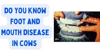 Foot and Mouth Disease (FMD): History, Global Impact, and Major Outbreaks