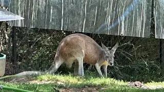 Дикий день в зоопарке 🐨🦘 | Изучение австралийских животных (День 8) 🇦🇺🌏