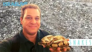 Tours in Israel - Snakes in Israel - animal tour with guide Michael