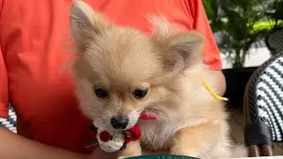 A Day At One Holland Village, A Pet Friendly Mall