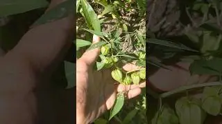 This is physalis angulata which has many health benefits. I sell dry
