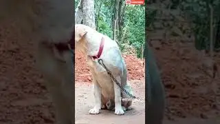 ബില്ലു💕 lab dog video Malayalam/pets video