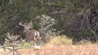 PLOT WATCHER PRO and COUES DEER