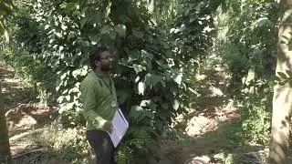 Pepper Farming |Arecanut Farming |Motivational Speach Surendra c s My Nature india