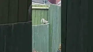 A squirrel runs runs along the fence