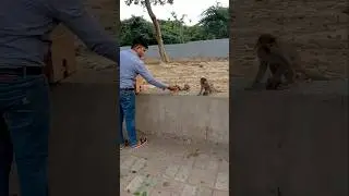 monkey lover # animals lover