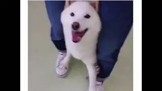 Lol