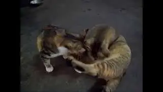 2 cats lick each other - 2