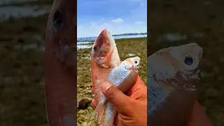 Found dead redfish and kapasanfish on the beach #shorts #shortvideo #viralshorts
