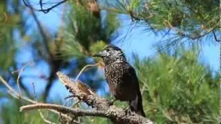 合歡山星鴉 Eurasian Nutcracker