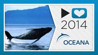 Не такой уж тихий мир | P4A 2014 &mdash; OCEANA