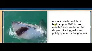 SHARKS animal story for kids, children, ESL, elementary EASY READ ALONG AUDIO STORY BOOK