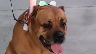 CANECORSO GOES TO PARTY IN THE PARK