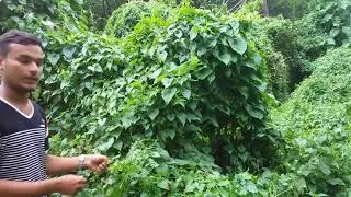 Introduction to Mikania micrantha, By Ashis Neupane