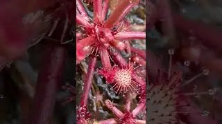 Planta Carn&iacute;vora do Brasil (Drosera communis) #plantas