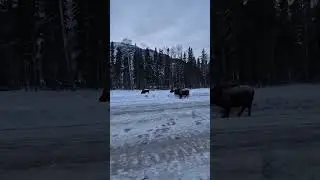 Bison doing the winter thing on Alaska Highway. #alaskahighway #alcanhighway #truckcamper