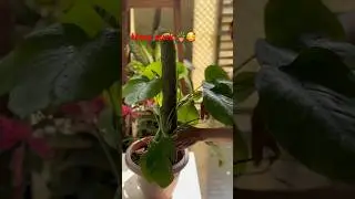 Monstera attaching to Moss Stick 🪴🥰#mossstick #gardeningtips #monstera #houseplants