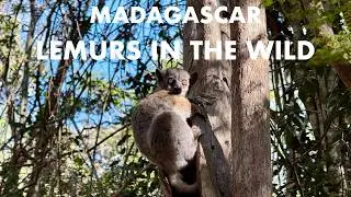 Madagascar - Lemurs In The Wild | A Visual Journey Among Different Unique Species