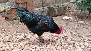 Rooster crowing sounds | Chicken Crows 