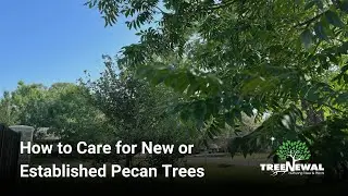How to Care for New or Established Pecan Trees