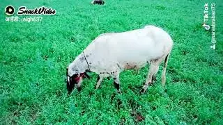 Naresh Rabari Mandal