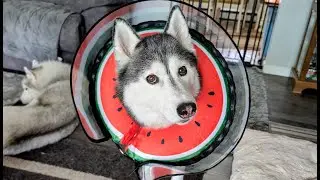 We Upgraded My Husky To a Watermelon Cone Of Shame! (Too Cute)
