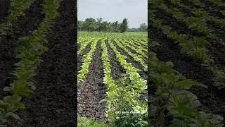 Agriculture Karnataka state,,## BRS  media Chennai,shots video ￼