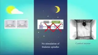 Controlling Memory By Triggering Specific Brain Waves During Sleep