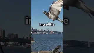 How Pigeons Navigate Using Earth's Magnetic Field &mdash; Natural Compass Explained
