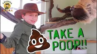 Sloth POOP Time is SCARY!! | arizonacobra.com
