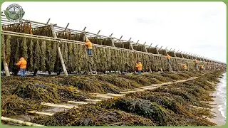 How Millions of Tons of Seaweed Are Harvested and Processed &ndash; Amazing Seaweed Farming Technology