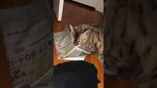Rajah Cat (Destroying Mail)