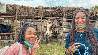 We visit a cow farm in Rubirizi, Burundi