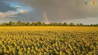 Golden Sea of Sunflowers 🌻 | Breathtaking Aerial Views by CMPTL Drone | CMPTL Travel