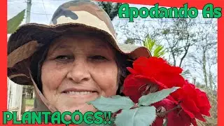 COMO APODAR AS HORT&Ecirc;NSIA AS ROSAS E O MARACUJ&Aacute; POR CAUSA DA GEADA‼️👍🌹🪻🥶 @dalvag.barreto