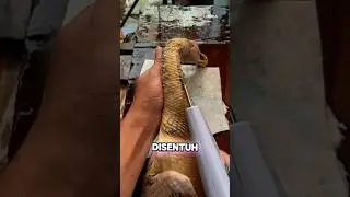 Alat Pencabut Bulu Bebek China